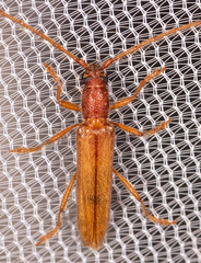 Aneflomorpha subpubescens