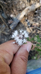 Monardella odoratissima pallida