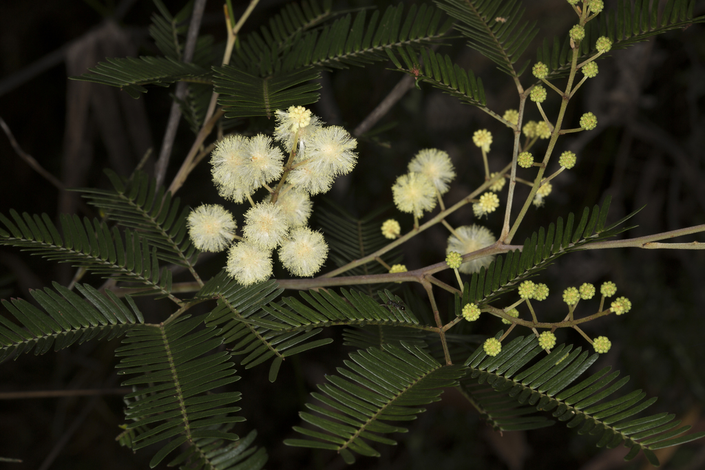 Acacia cangaiensis