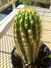 Trichocereeae