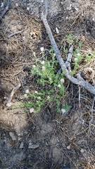 Monardella odoratissima pallida