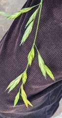 Bromus carinatus