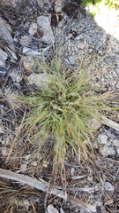 Danthonia unispicata