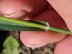Bromus carinatus
