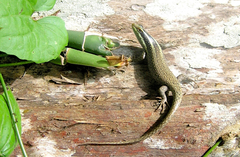 Dasia vittata