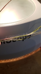 Danthonia unispicata