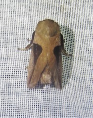 Prolimacodes triangulifera