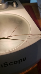 Danthonia unispicata