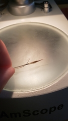 Danthonia unispicata