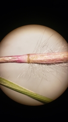 Danthonia unispicata