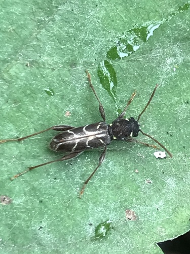 Xylotrechus convergens