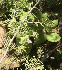 Callophrys augustinus