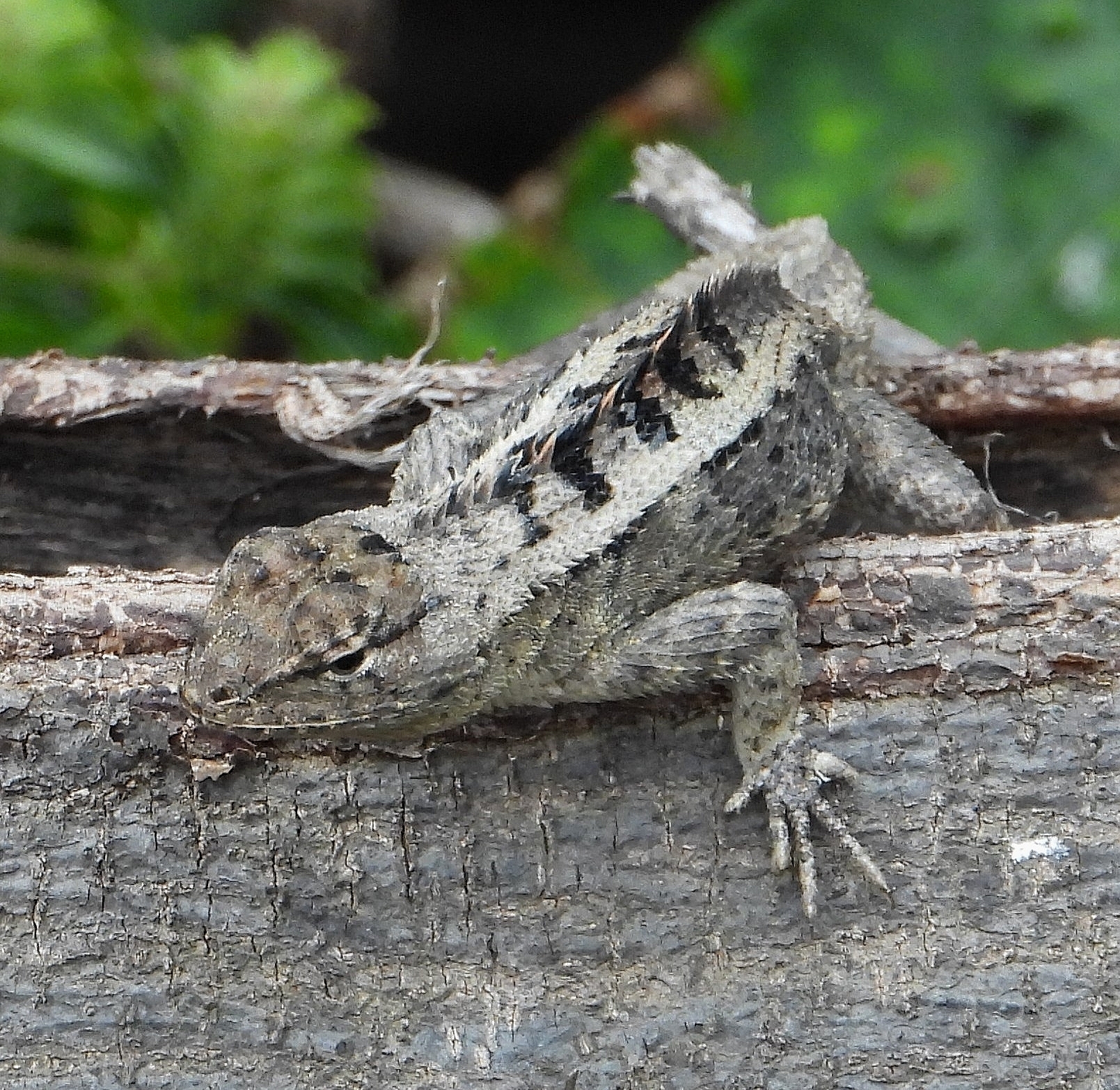 Microlophus occipitalis image