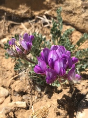 Oxytropis oreophila