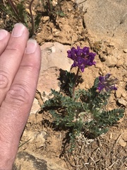 Oxytropis oreophila