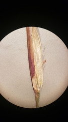 Danthonia unispicata