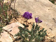 Oxytropis oreophila
