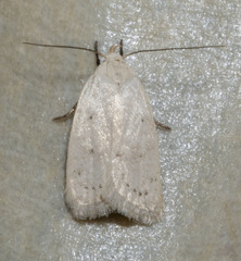 Inga cretacea