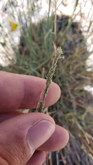 Muhlenbergia richardsonis