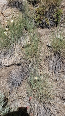 Muhlenbergia richardsonis