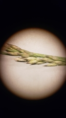 Muhlenbergia richardsonis