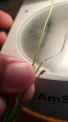 Muhlenbergia richardsonis