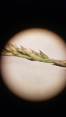 Muhlenbergia richardsonis