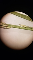 Muhlenbergia richardsonis