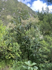 Buddleja bullata