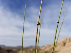 Ephedra aspera