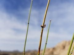 Ephedra aspera