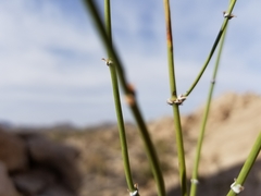 Ephedra aspera