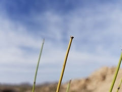 Ephedra aspera