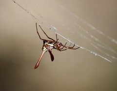 Micrathena forcipata