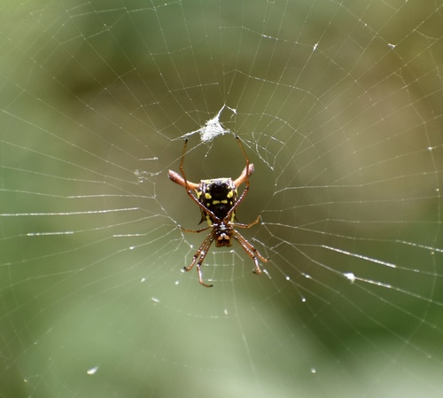 Micrathena forcipata