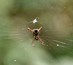 Micrathena forcipata