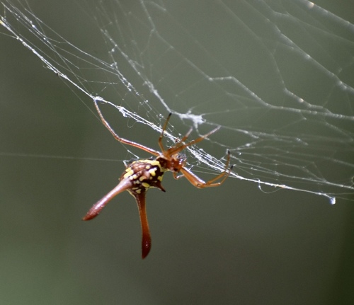 Micrathena forcipata
