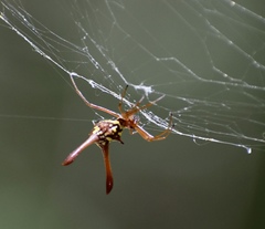 Micrathena forcipata