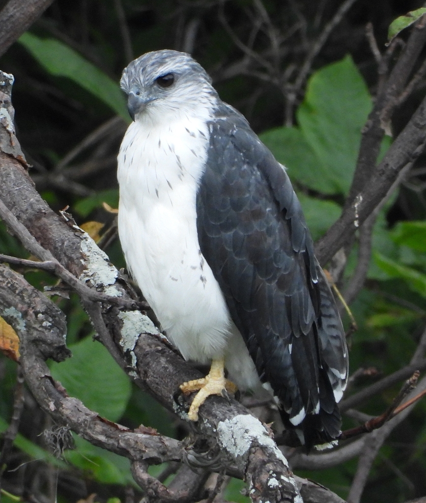 Gray-backed Hawk photo