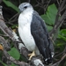 Gray-backed Hawk - Photo (c) Nelson Apolo, some rights reserved (CC BY-NC), uploaded by Nelson Apolo
