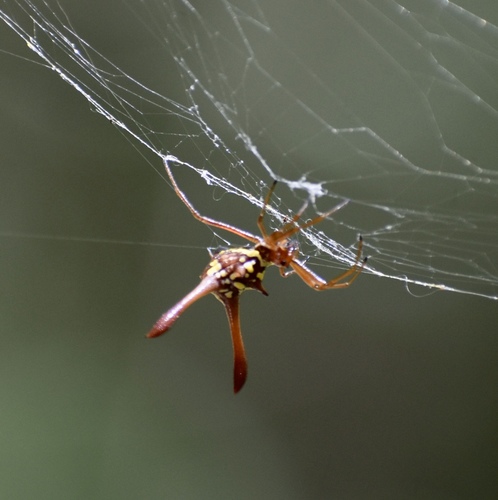 Micrathena forcipata