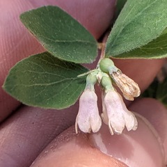 Symphoricarpos rotundifolius parishii