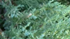 Uloborus diversus