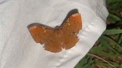 Fascellina chromataria