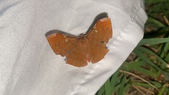 Fascellina chromataria