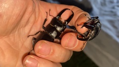 Serrognathus titanus castanicolor