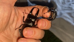 Serrognathus titanus castanicolor