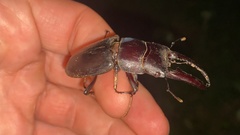 Serrognathus titanus castanicolor