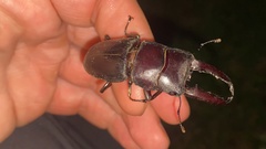 Serrognathus titanus castanicolor