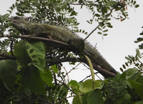 Iguana iguana image